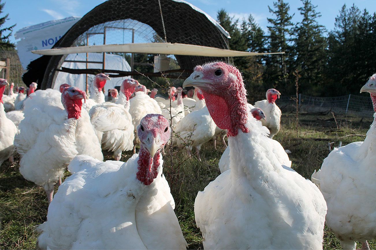 Dunham’s turkeys will soon be the main course for many South Whidbey Thanksgiving dinners. Photo by Kyle Jensen/Whidbey News Group