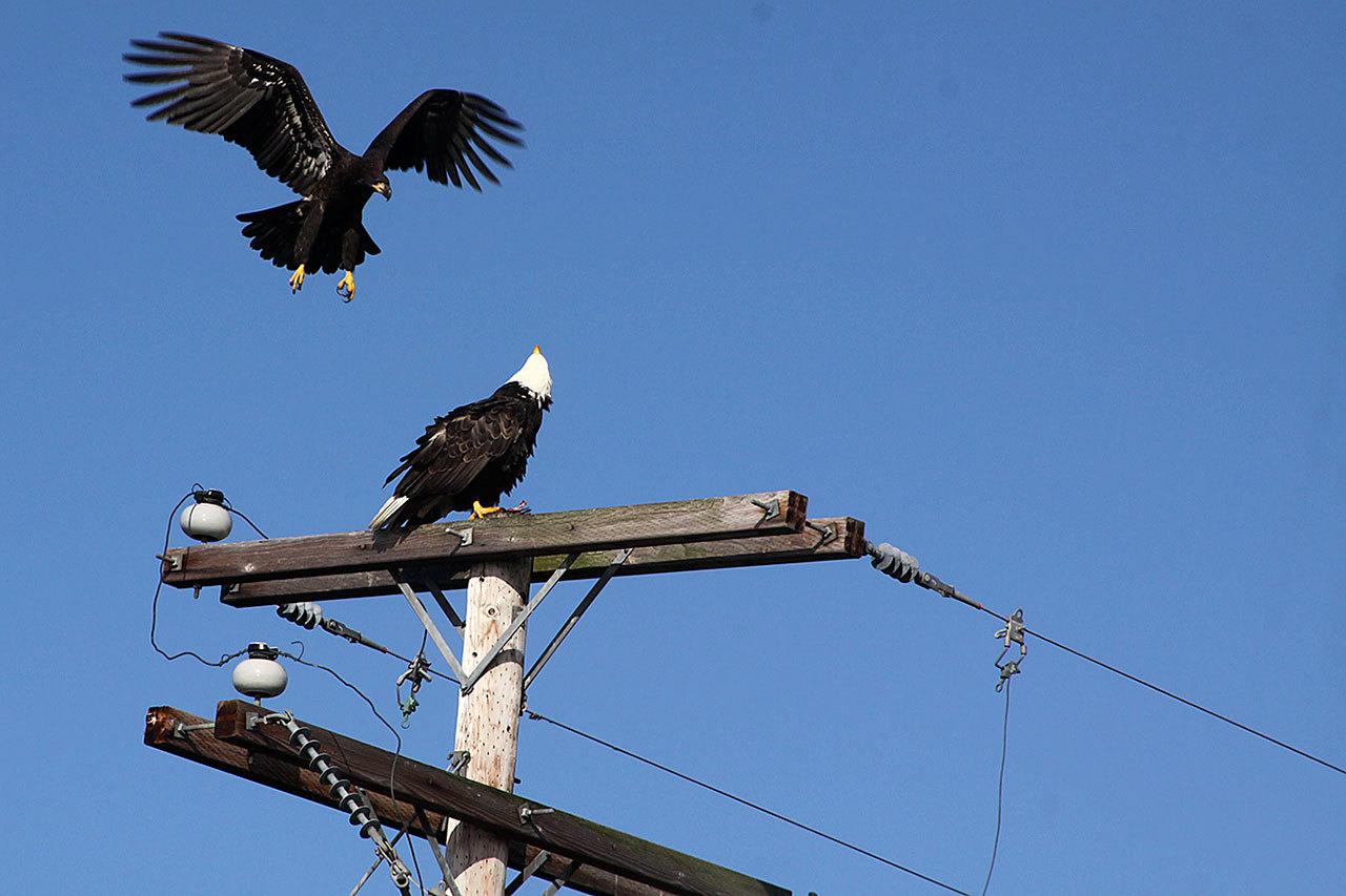 A juvenile bald eagle swoops in on a feasting bald eagle near Keystone Spit in Coupeville this fall. Photo by Ron Newberry/Whidbey News-Times