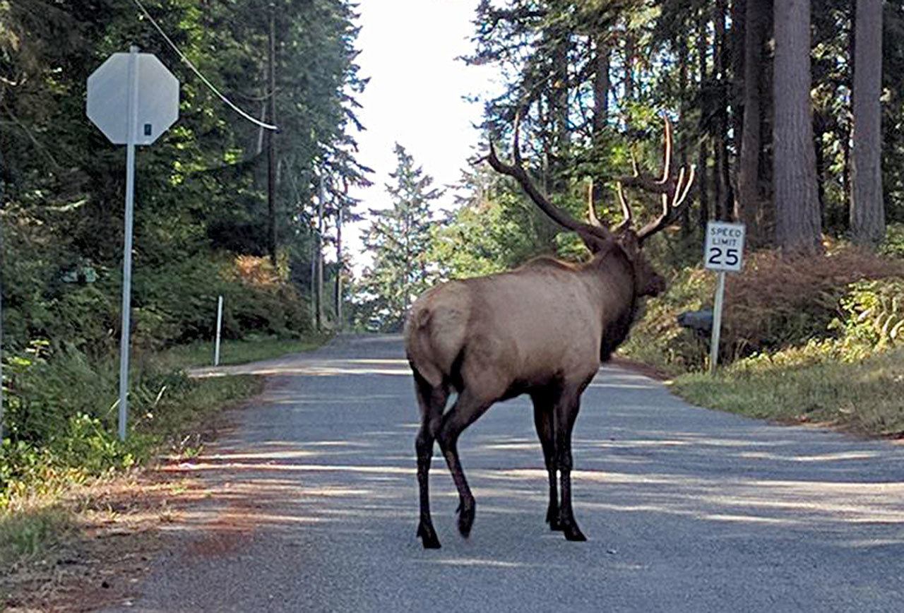Bruiser, Whidbey Island’s lone elk, came to the island in the fall of 2012 and has been here ever since. Photo courtesy Robert Ulrich.