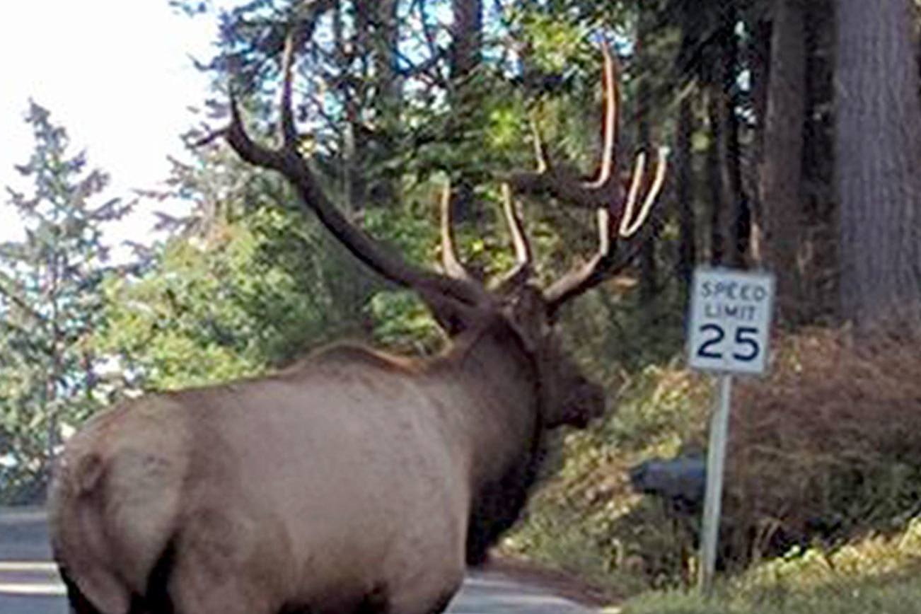 Bruiser, Whidbey Island’s lone elk, came to the island in the fall of 2012 and has been here ever since. Photo courtesy Robert Ulrich.