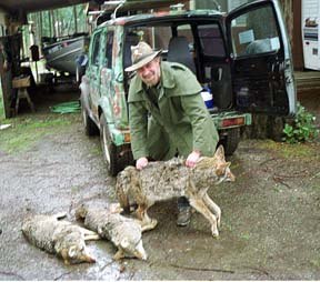 North Whidbey resident Dale Cheney recently shot three coyotes while hunting on Whidbey Island. Many farmers welcome him to thin out the island’s burgeoning and sometimes destructive coyote population.