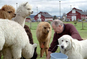 Dick Whittick and guard dog Sophie feed grain to a few of his 70 head of alpacas at Greenbank Farm.  Whittick plans to start an alpaca fiber processing mill in barn number two