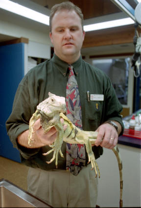 Veterinarian Brent Johnson holds a sick iguana that was brought to the Animal Care & Laser Center for emergency medical treatment last week. The lizard was one of two reptiles apparently abandoned at a North Whidbey home.