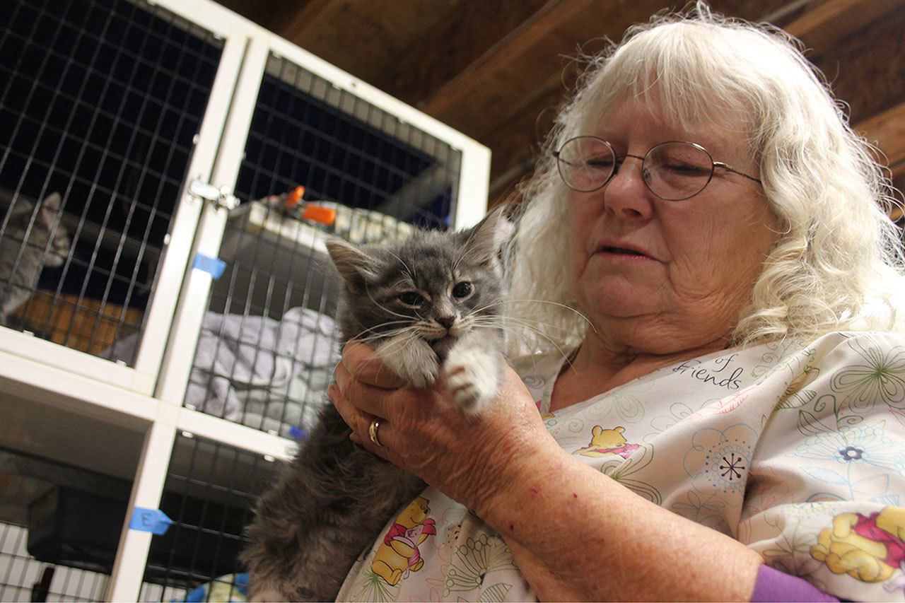 Kyle Jensen / The Record                                Oasis for Animals owner Jean Favini holds a kitten who survived the fire named Bob. Favini says Bob ate for the first time when a Record reporter visited her office.