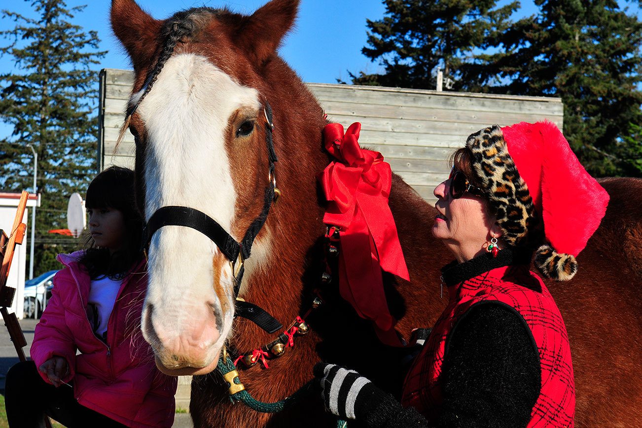 Dakota the Clydesdale spreads joy during holidays