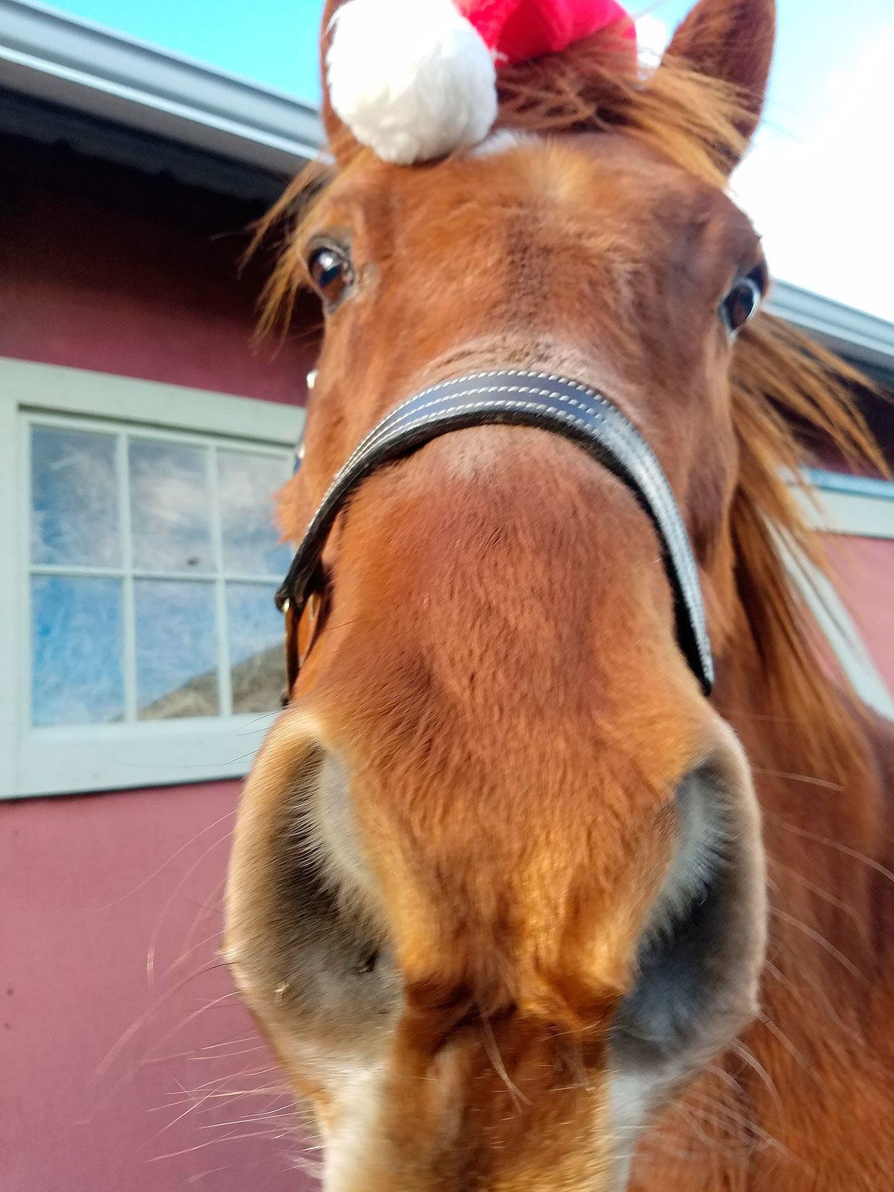 Big Boy is living at a foster home arranged through the Whidbey Island Farm Animal Assistance Program after his former owner agreed to give him up. Photo by Jenn Gravel.
