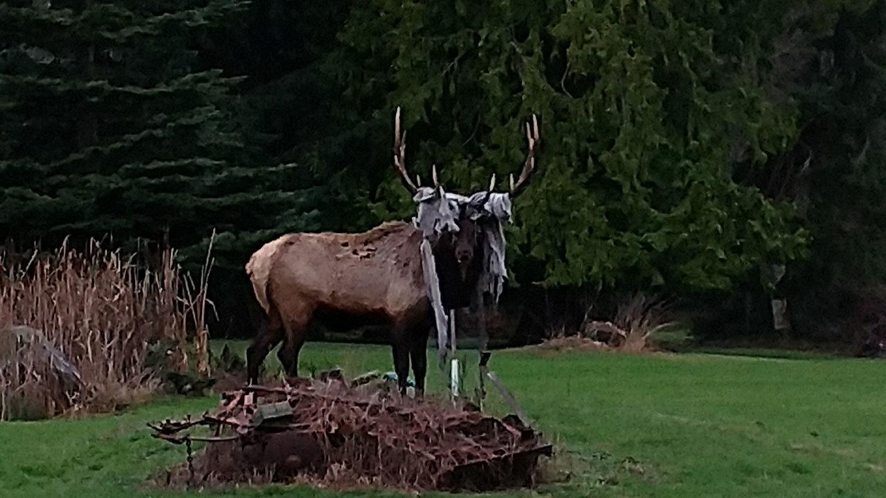 Whidbey elk picks wrong tarp to tangle with