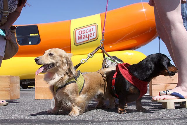 Photo by Ron Newberry / Whidbey News-Times                                A couple of dogs are excited to see Oscar Mayer’s Weinermobile in Oak Harbor this summer.