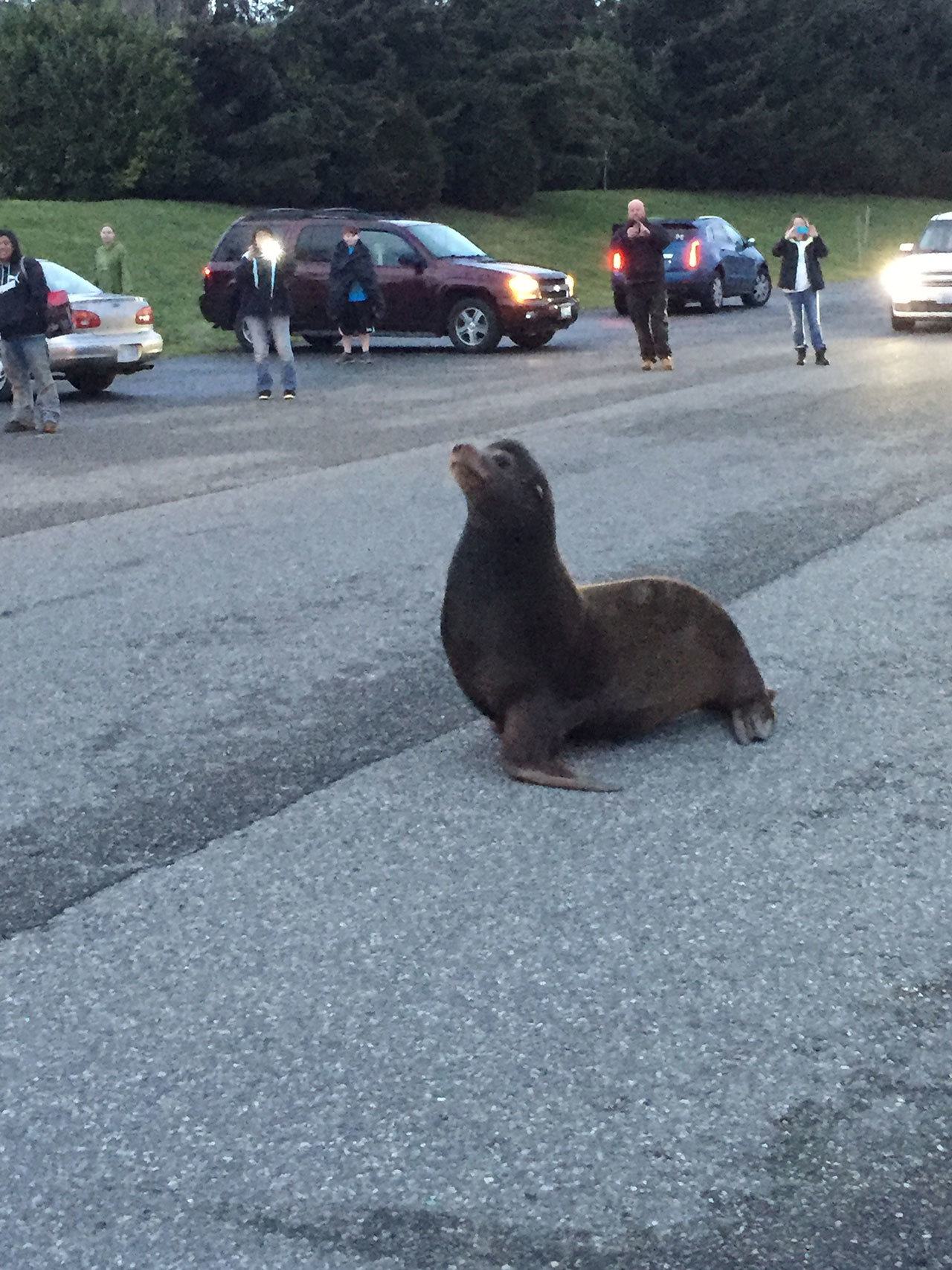Megan Hansen / Whidbey News Group — A rogue sea lion that visited Nichols Brothers in Freeland on Saturday captured quite a bit of public attention.