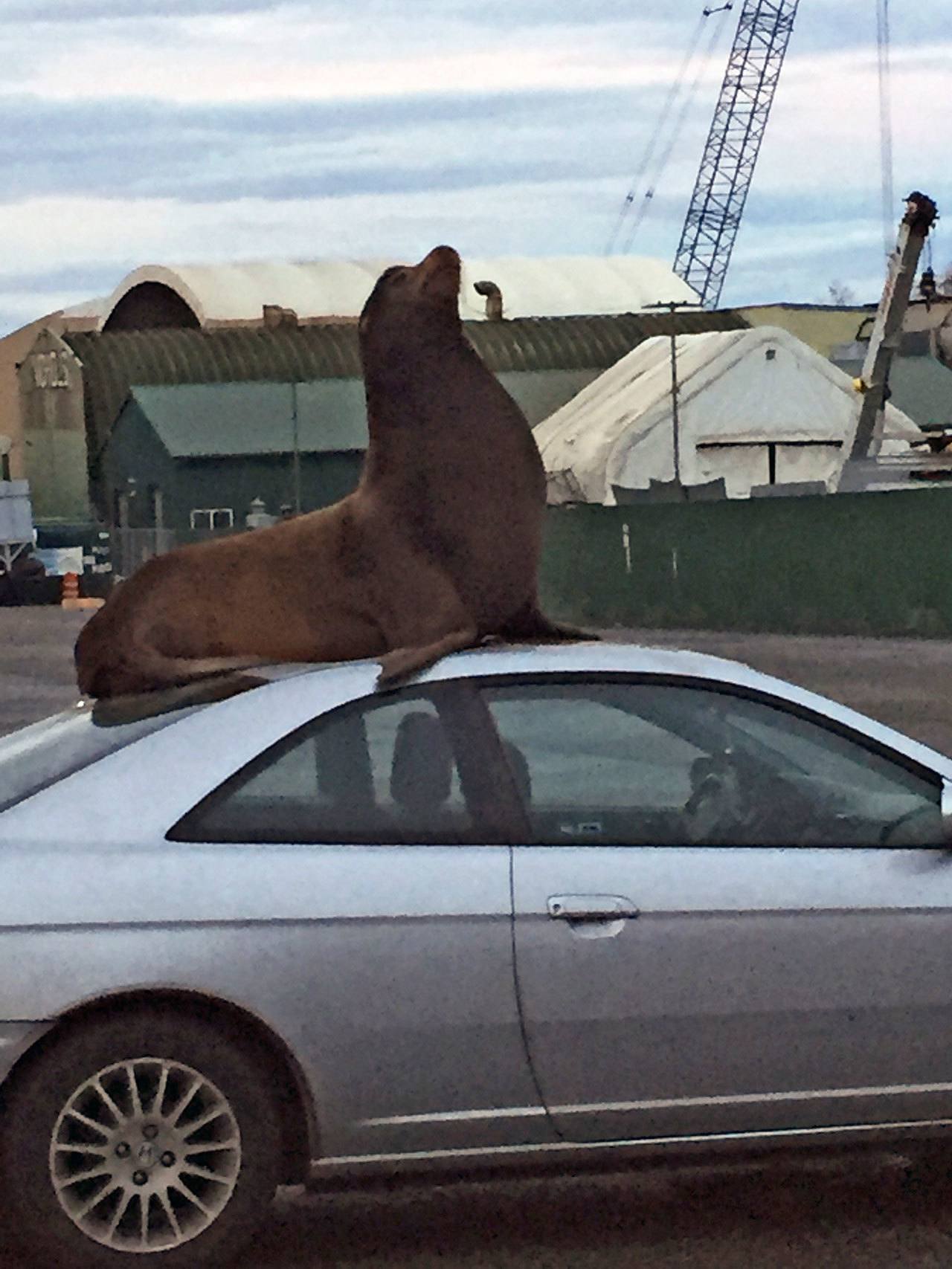 Megan Hansen / Whidbey News Group &mdash; A California sea lion perches atop a small Honda at Nichols Brothers Boat Builders on Saturday. That animal spent the day around the yard, capturing the attention of locals and news organizations around the country.