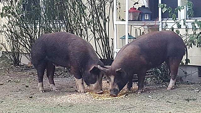 Photo submitted                                Island County’s animal control officer found the owner of a couple of pigs that were loose on Central Whidbey.
