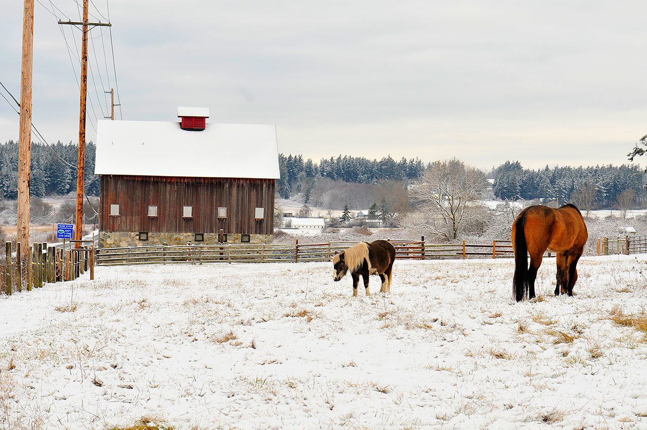 Horses graze over a snow covered field on Crescent Harbor Road in Oak Harbor Monday.