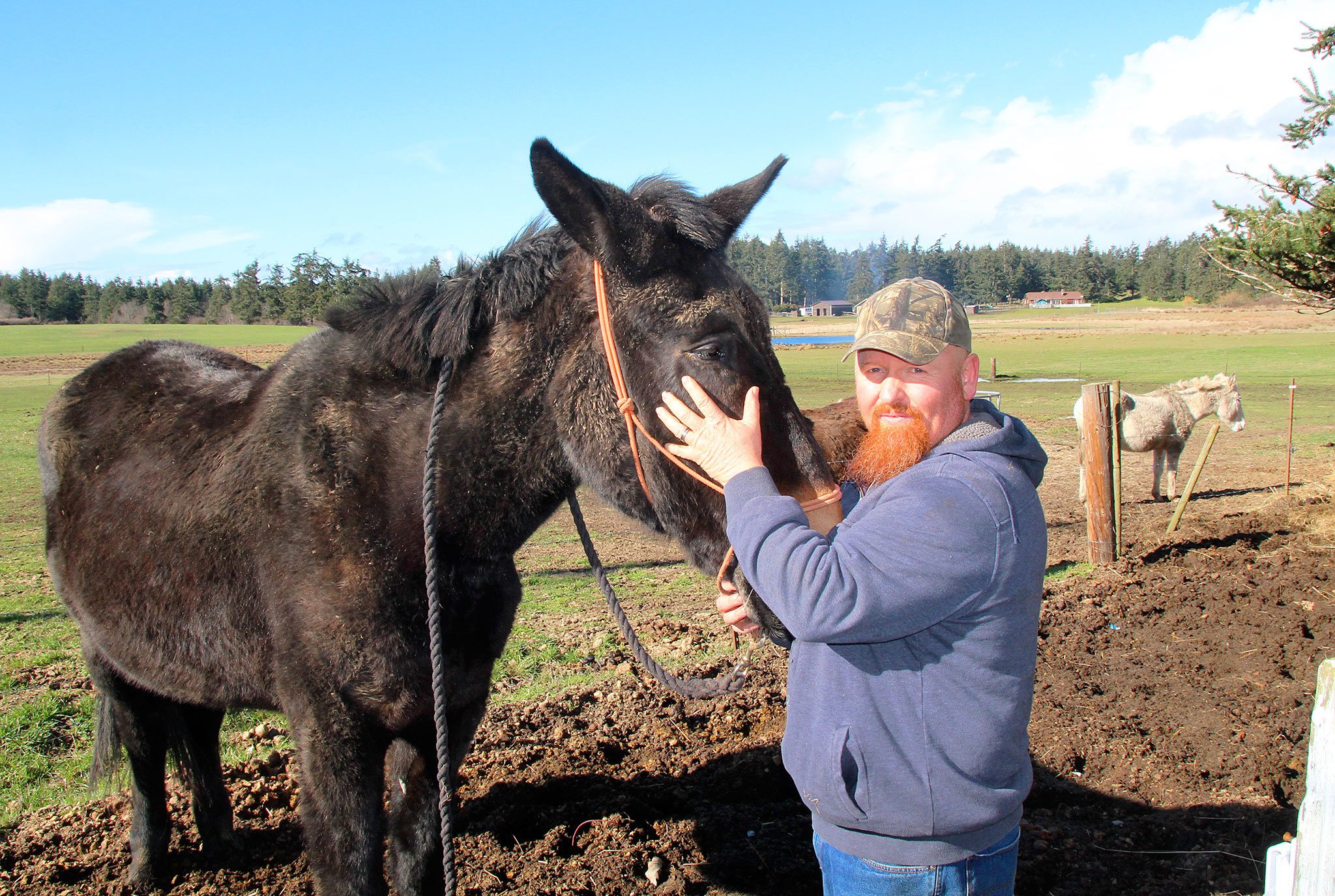 Photo by Jessie Stensland/Whidbey News-Times                                North Whidbey resident John Wallace visits with Buster, a mule that suffered a mysterious eye injury earlier this month.