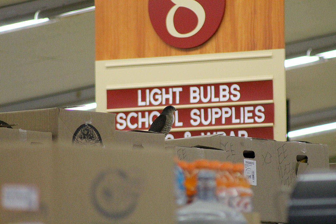 Evan Thompson / The Record — A sharp-shinned hawk sits atop a grocery aisle at The Goose on Wednesday. The small hawk spent 12 hours in the store before being captured and later released by falconer Steve Layman.
