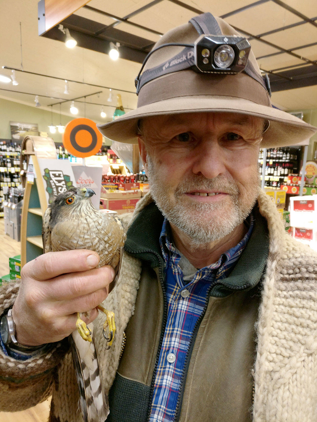 Evan Thompson / The Record — Falconer Steve Layman donned a headlamp and used a tactical strobing flashlight to successfully captured the sharp-shinned hawk Wednesday night inside The Goose.
