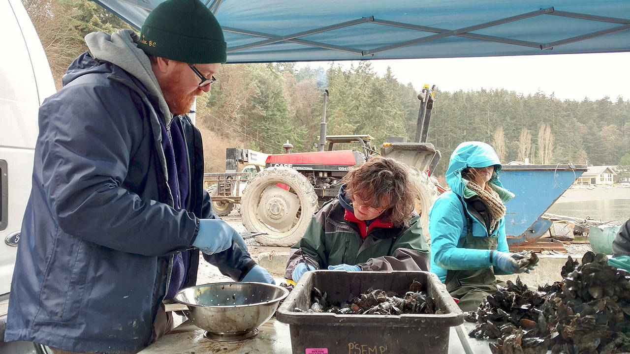 These mussels fresh out of the water of Penn Cove are bound for a scientific study measuring copper levels in the harbors of five regional marinas. Copper is being phased out as an ingredient in marine paint. Photo provided by Washington State Department of Ecology