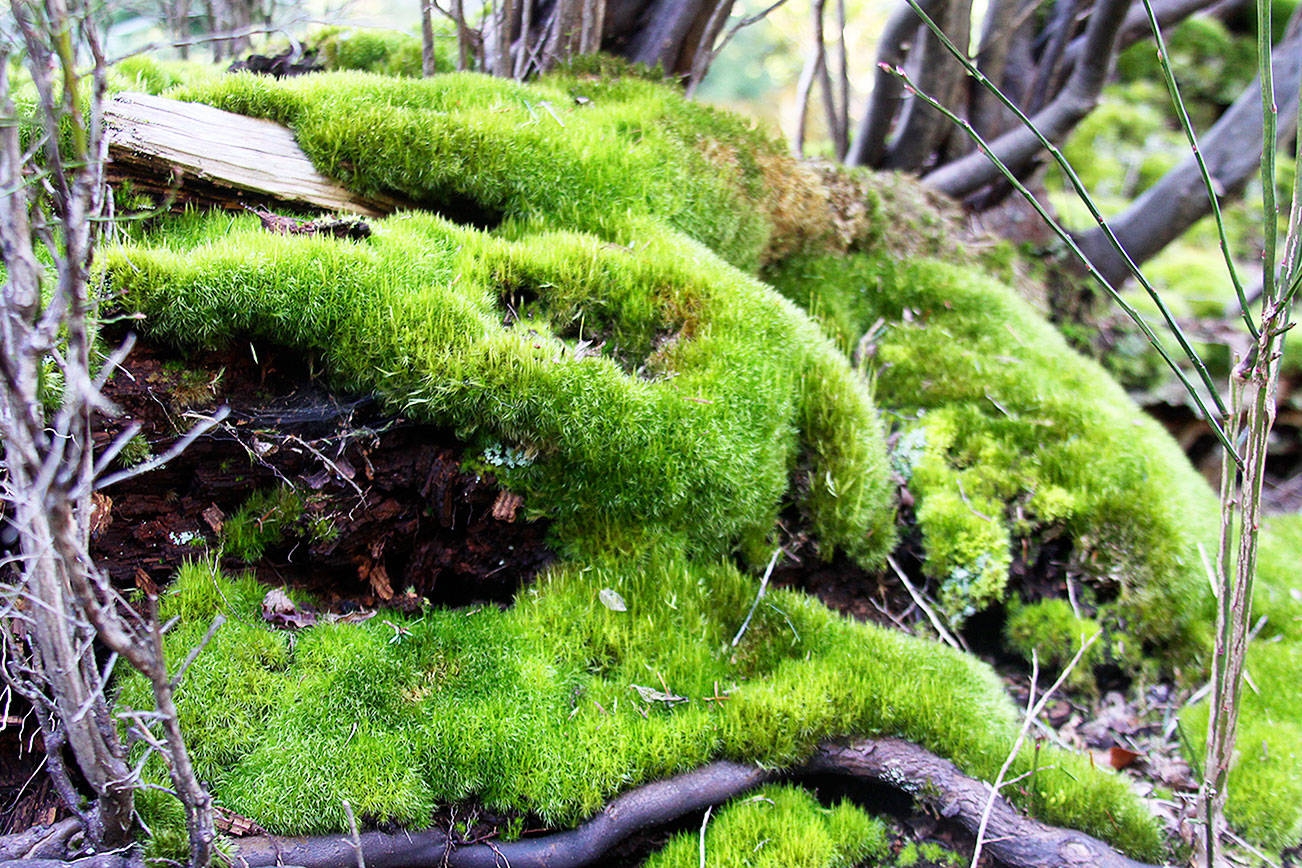 Window on Whidbey: Northwest can never have enough moss
