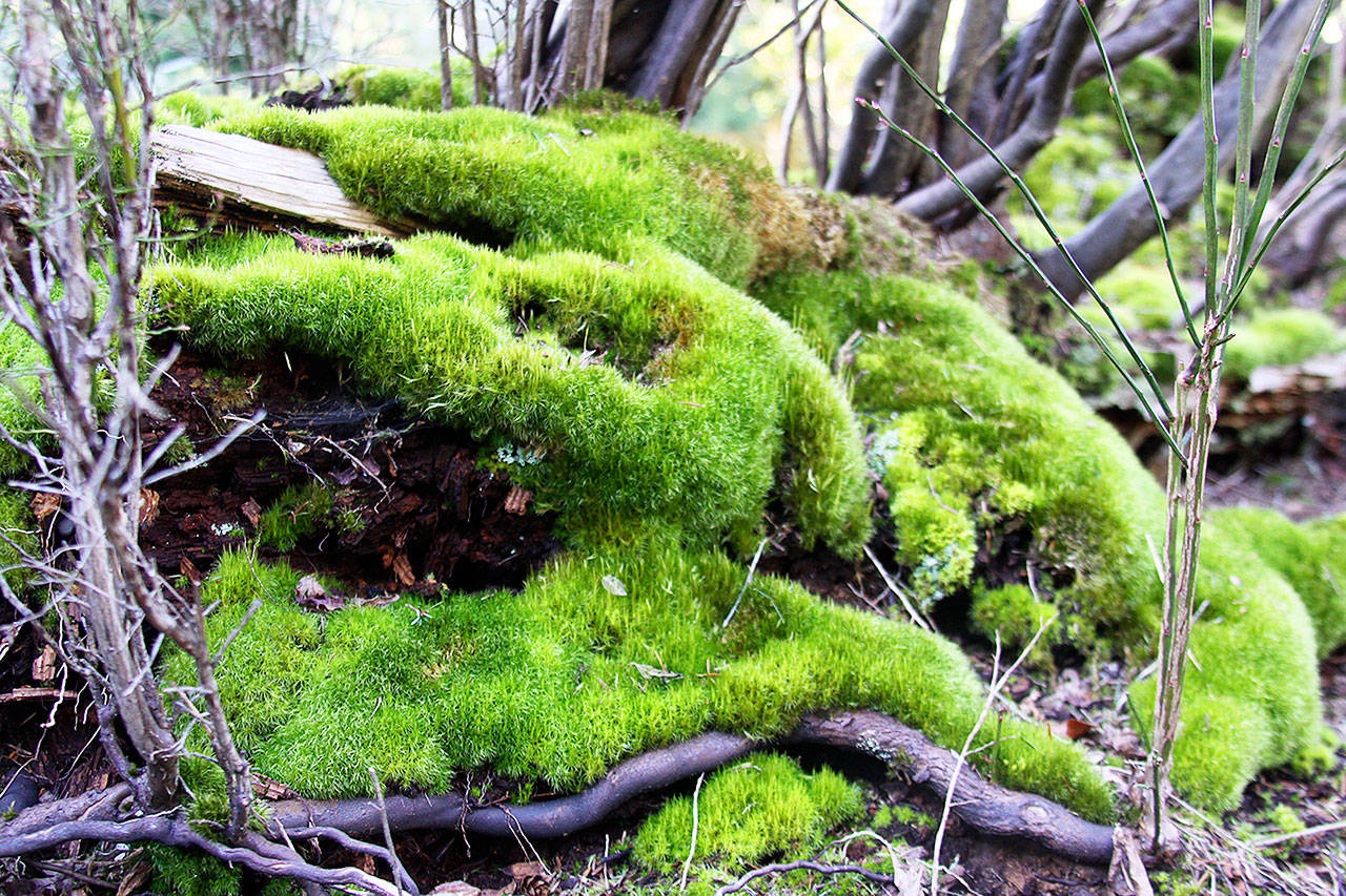 The Pacific Northwest’s prolofic moss dominates the forest floor in this March visit to Greenbank’s Meerkerk Gardens. Photo by Ron Newberry/Whidbey News-Times