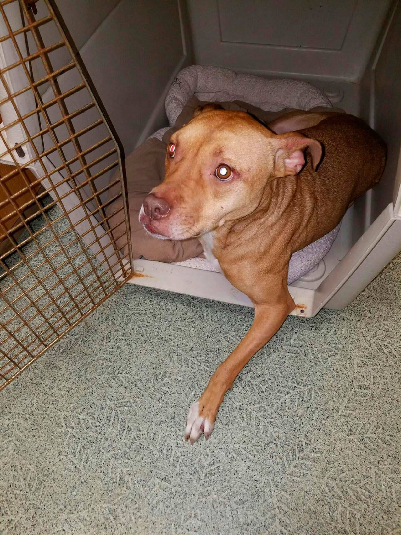 A pit bull had to be euthanized after someone threw her out of a car on North Whidbey.