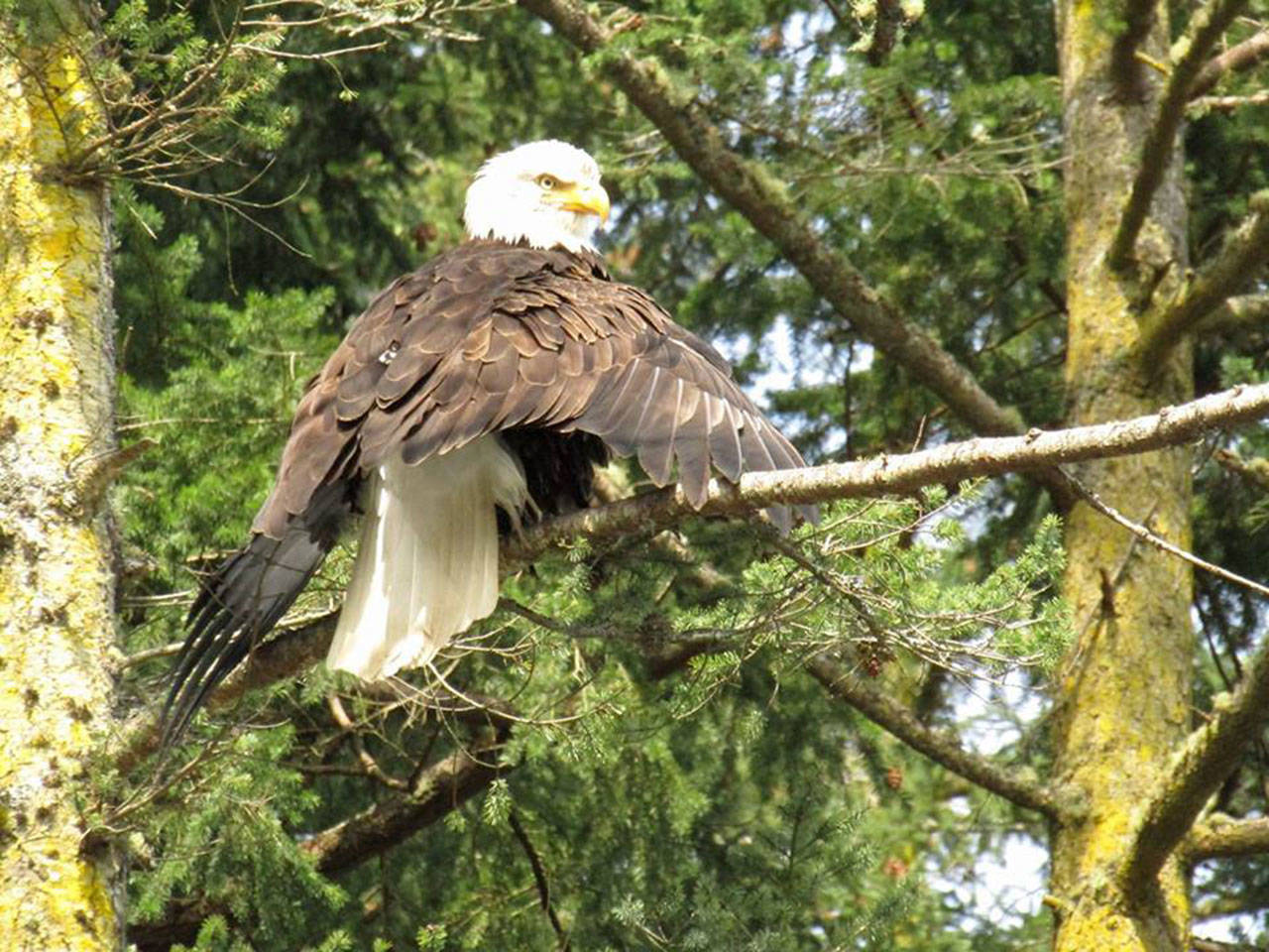 A bald eagle perches on a tree Sunday in the forest surrounding Lake Campbell. Photo by Scott Rumley