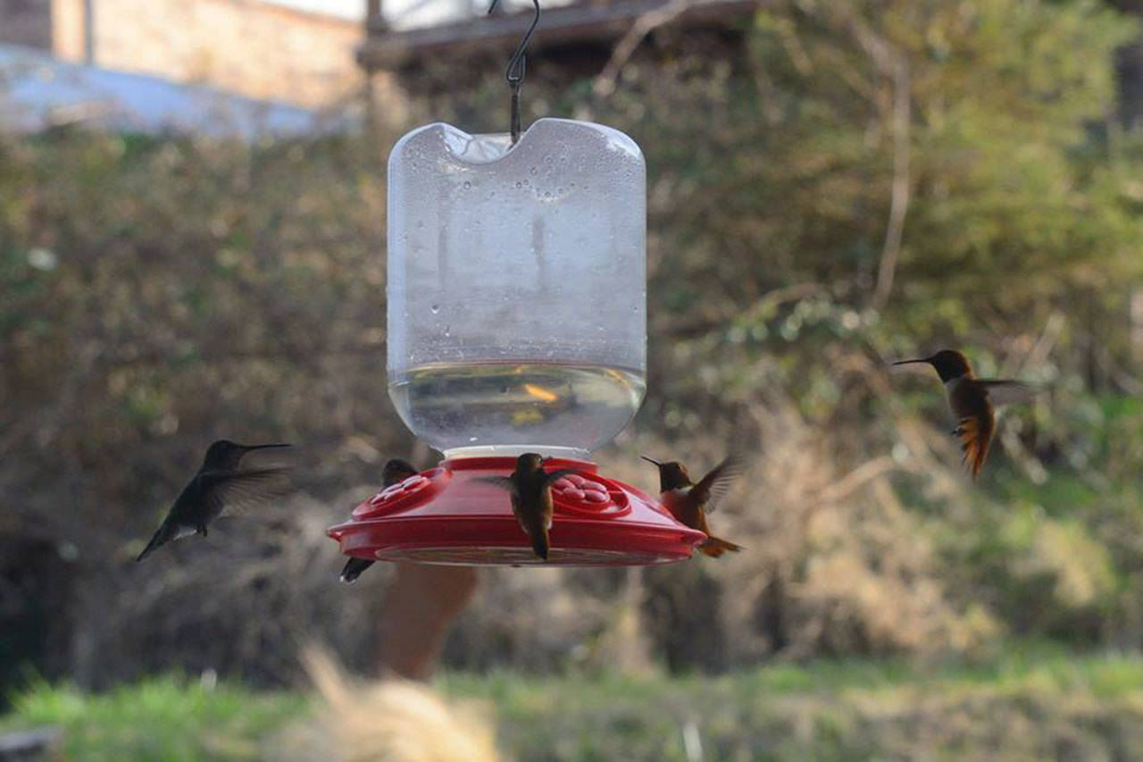 The Rufus are back and there are not enough feeding holes last month at Dugualla Bay. Photo by Terry L. Anderson‎