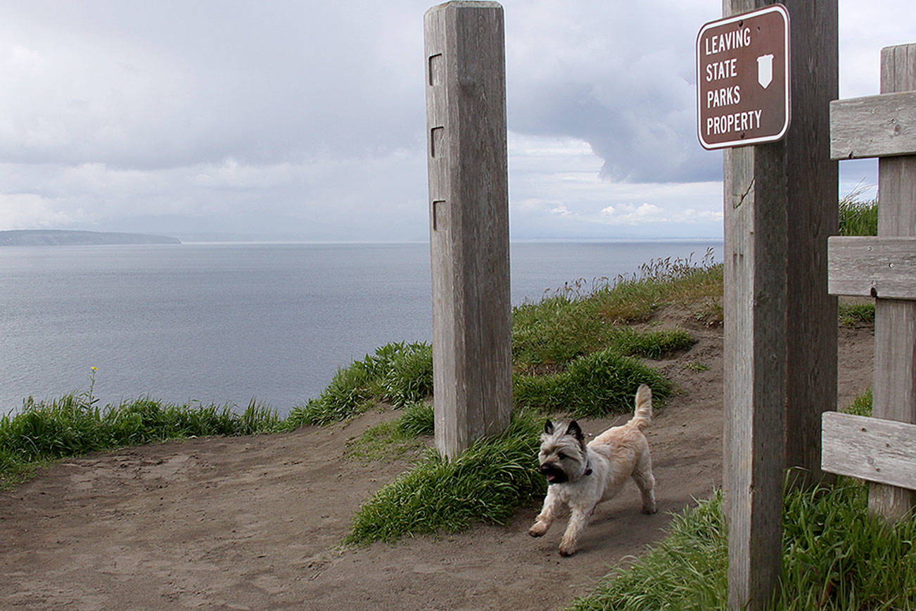 Robby the terrier trots along the hiking trail at Ebey’s Landing State Park Thursday, April 20, 2017. A 3.1-magnitude earthquake struck two miles offshore from the park Wednesday night. Photo by Ron Newberry/Whidbey News-Times.