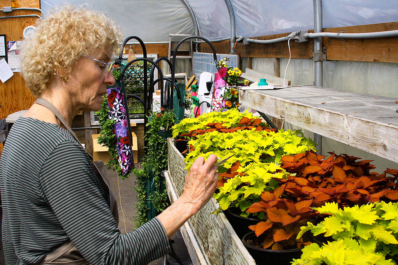 Marie Magee, co-president of the Coupeville Garden Club, prepares for the club’s annual plant sale Monday, April 24, 2017, at the Coupeville High School greenhouse. The sale, the club’s biggest fundraiser of the year, will be held Saturday, April 29 at the Rec Hall. Photo by Ron Newberry/Whidbey News-Times