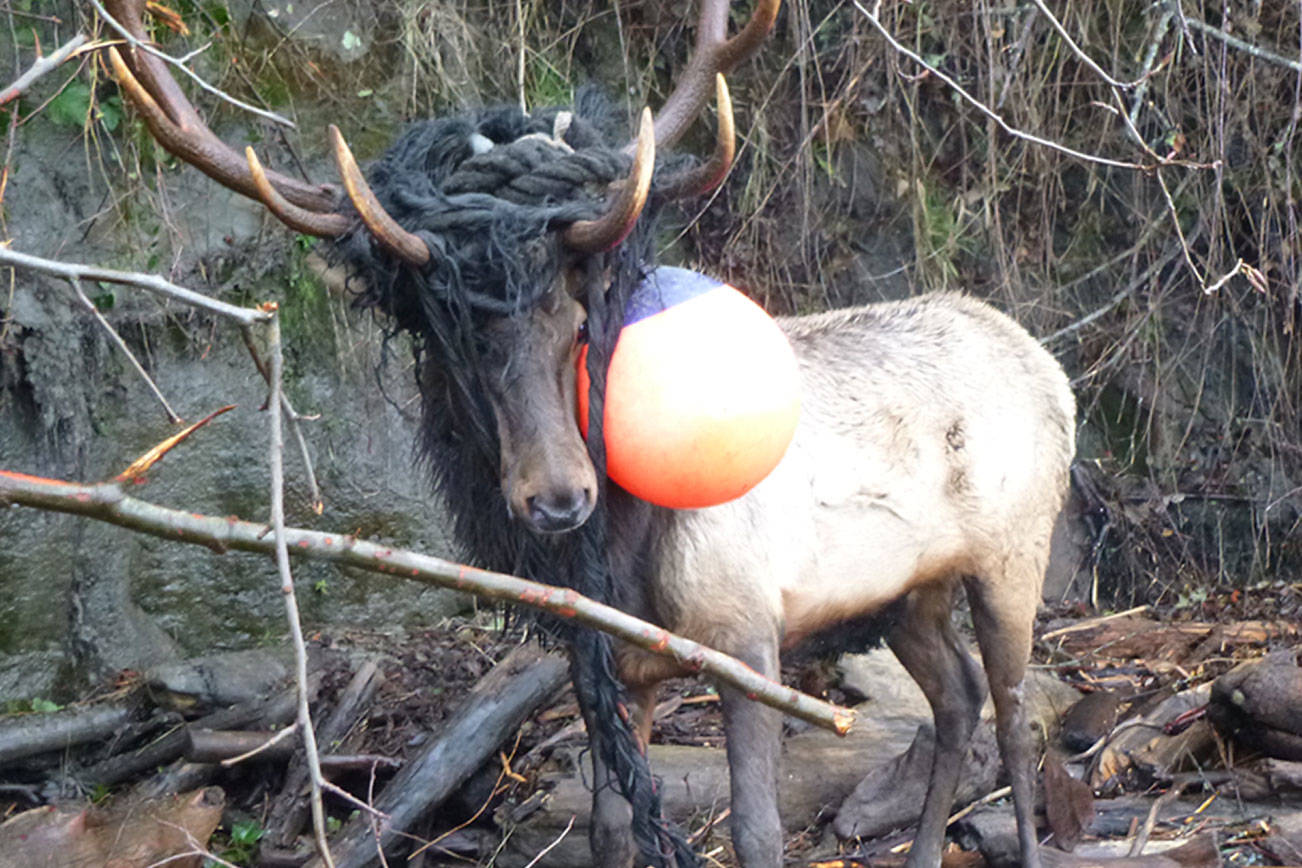 Bruiser, Whidbey Island’s lone elk, gets into his biggest tangle since coming to North Whidbey in the fall of 2012. In February, State Department of Fish and Wildlife enforcement officers and biologists had to tranquilize him over concern for his well-being after he got tangled up in a heavy rope swing. They freed him of the debris and days later were able to shoo him off a beach back into the woods. He had been dehydrated. Photos courtesy of Washington Department of Fish and Wildlife.