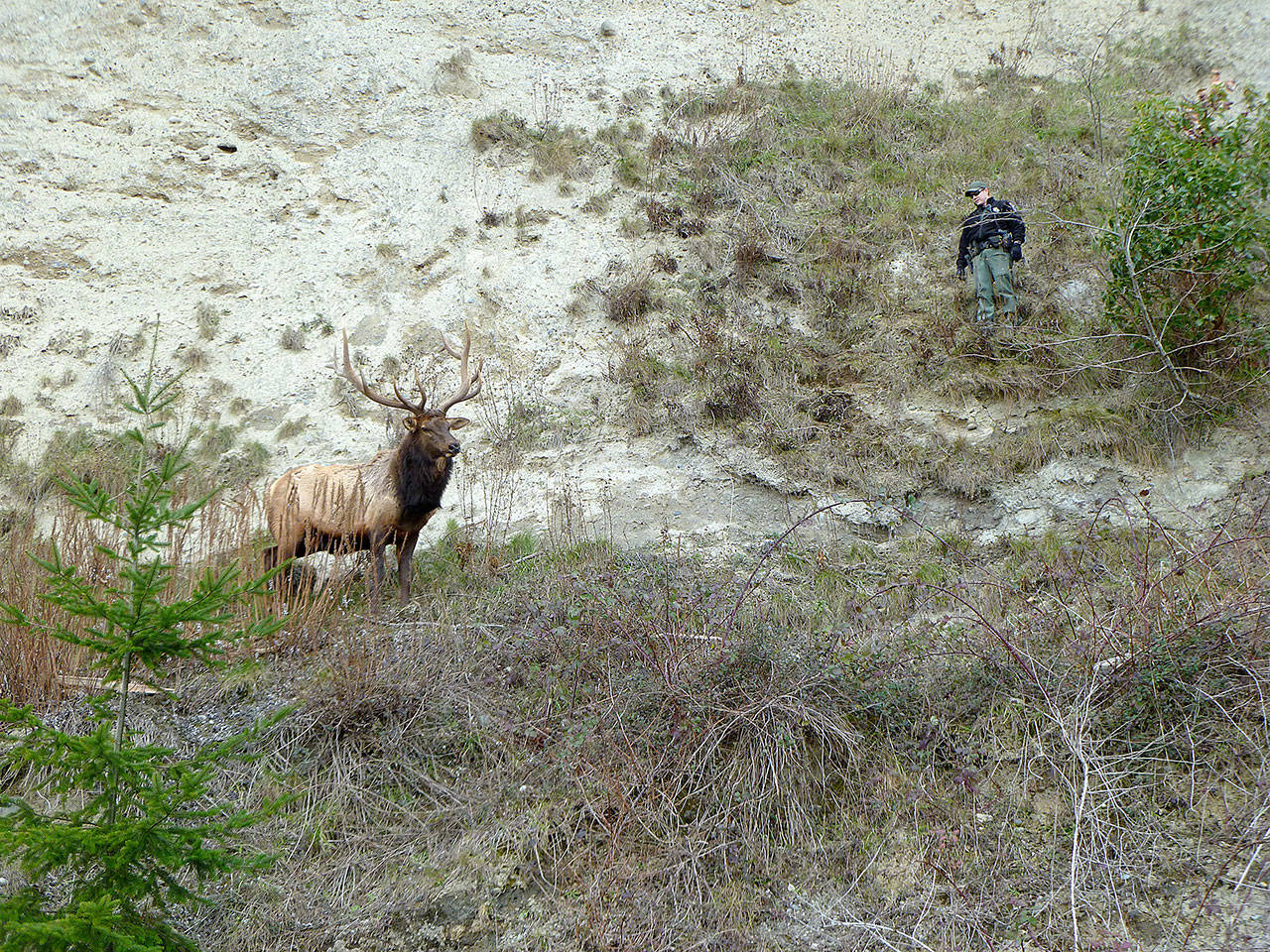 Andrew Stout, enforcement officer with the State Department of Fish and Wildlife, keeps a safe distance from Bruiser, Whidbey Island’s lone elk, while trying to shoo him away from a North Whidbey beach and back into the woods in February. Bruiser had hung around the beach for 10 days after getting tangled up in a rope swing on Super Bowl Sunday. He was tranquilized while the debris was removed but still didn’t want to leave from the beach area. Photo courtesy Washington Department of Fish and Wildlife