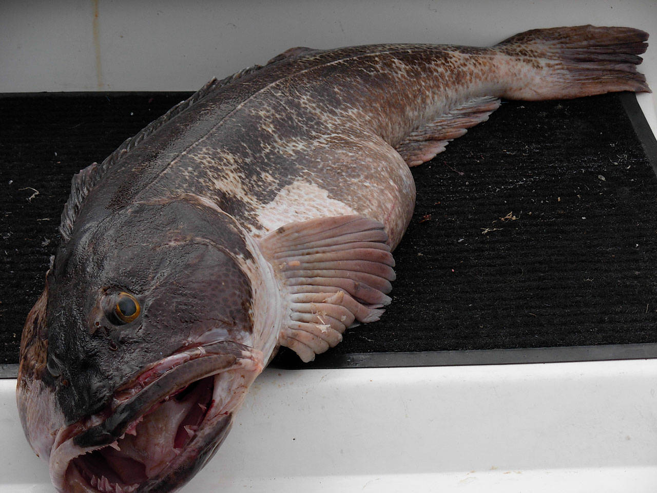 Lingcod season starts Monday, May 1 in Puget Sound waters. Nicknamed “bucketheads,” the bottom fish are considered excellent tablefare. Photo courtesy of Washington Department of Fish and Wildlife