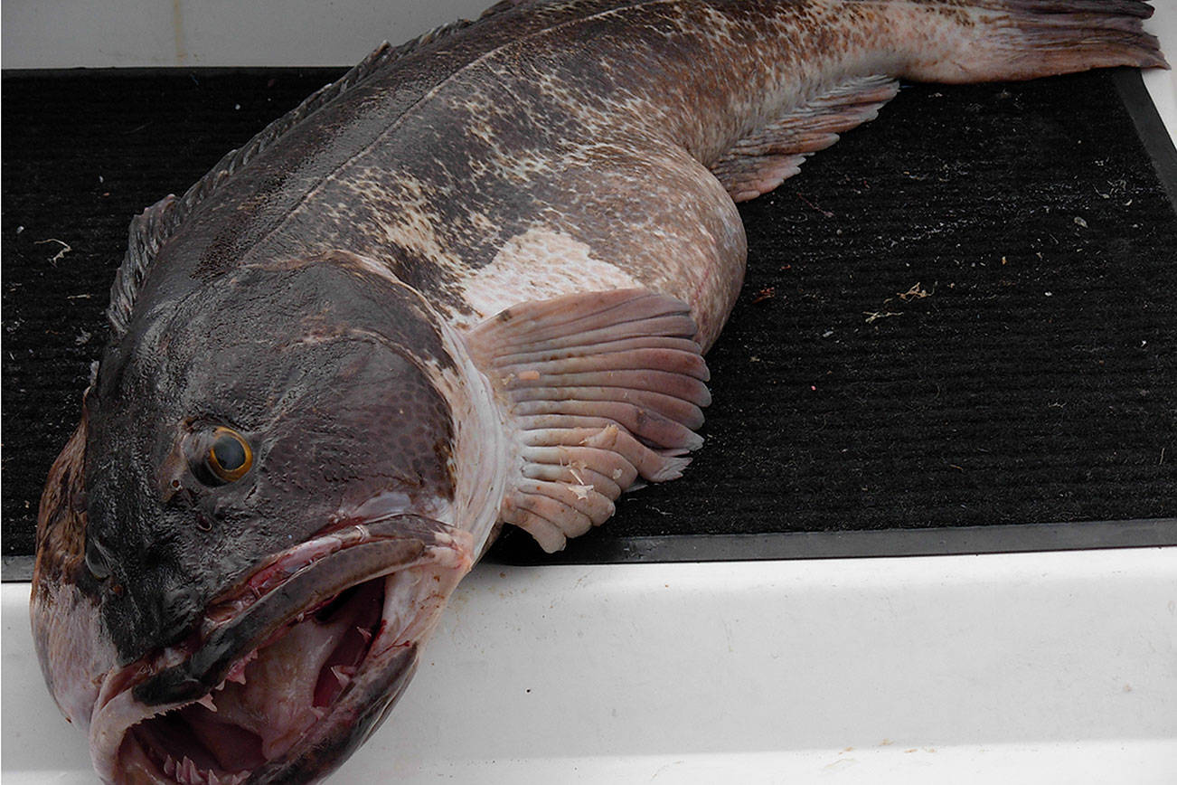 Lingcod season starts Monday, May 1 in Puget Sound waters. Nicknamed “bucketheads,” the bottom fish are considered excellent tablefare. Photo courtesy of Washington Department of Fish and Wildlife