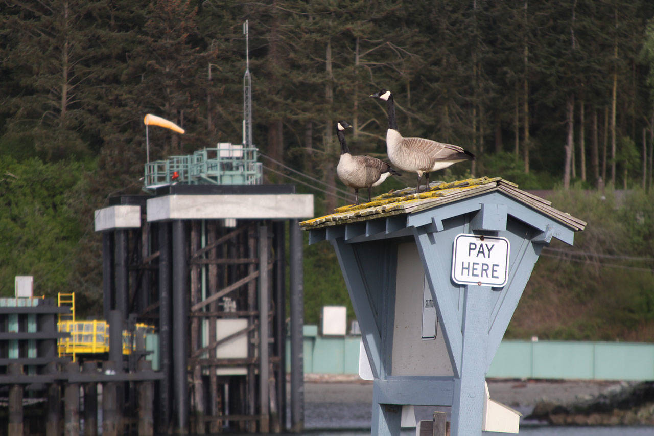 A pair of Canada geese guards a day-use fee sign near Coupeville ferry terminal Thursday morning. Photo by Ron Newberry/Whidbey News-Times