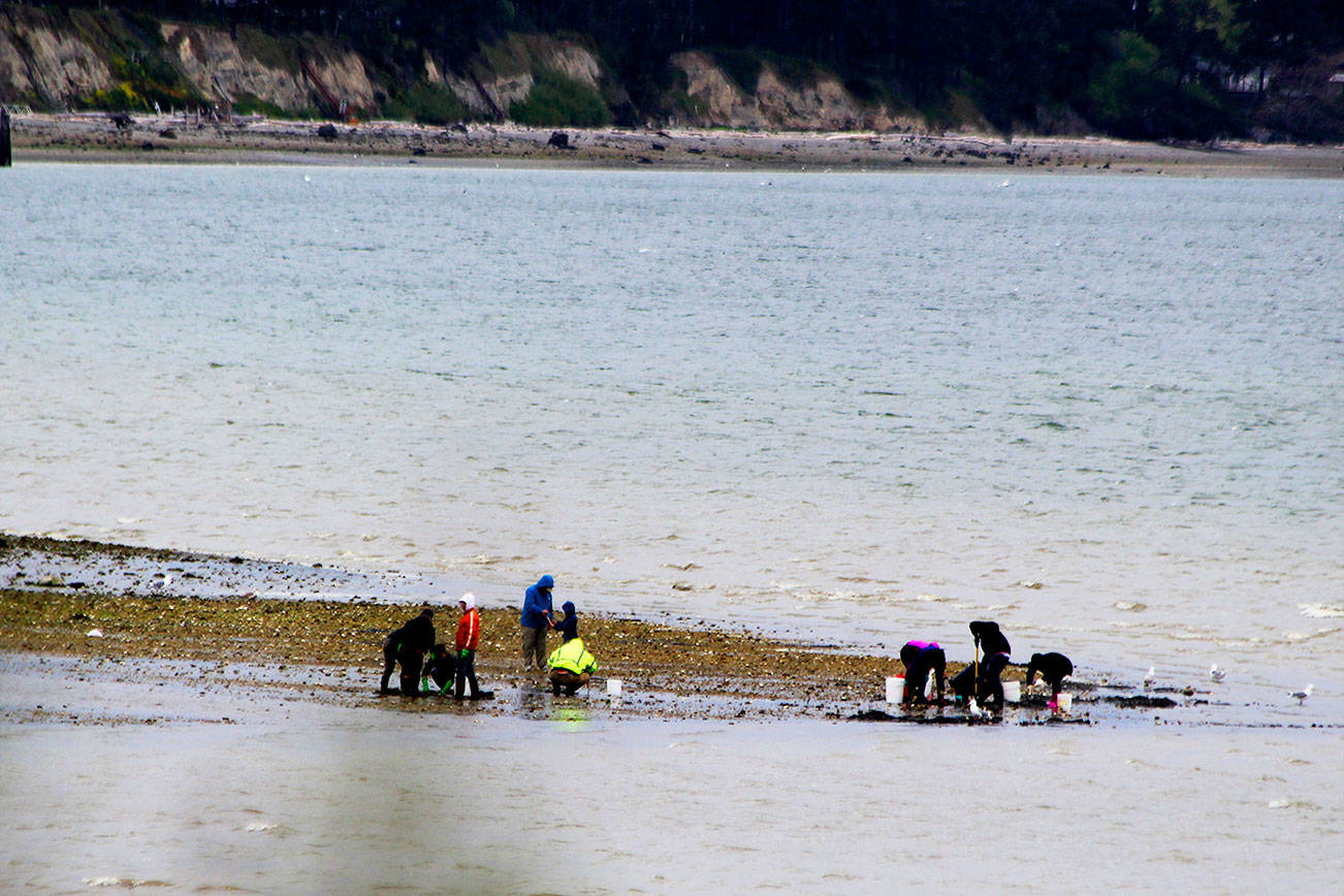 Clam diggers survey the beaches on the west end of Penn Cove Saturday, April 29. State Fish and Wildlife enforcement officers reminded clammers over the weekend that that beach is closed until June 1. Photo by Patricia Guthrie/Whidbey News-Times