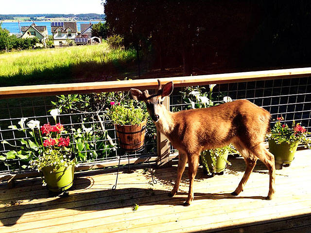 This young deer was brave enough to come up on Coupeville resident Frances Blue’s deck to eat her flowers. Photo provided by Frances Blue.