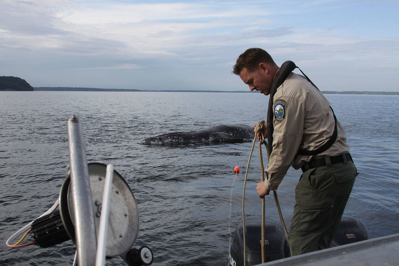 Whale of a tale: No day the same for Fish & Wildlife enforcement