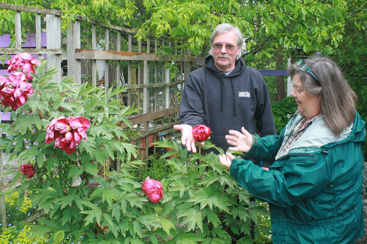 Doug and Shannon Nuckols show off their peonies, part of the garden they’re opening for tours from 11 a.m. to 5 p.m. Saturday at 1096 Ridgeway Drive in Oak Harbor. Freewill donations will go to Compassion First, an organization that rescues women and children from human trafficking. Photo by Daniel Warn/Whidbey News-Times