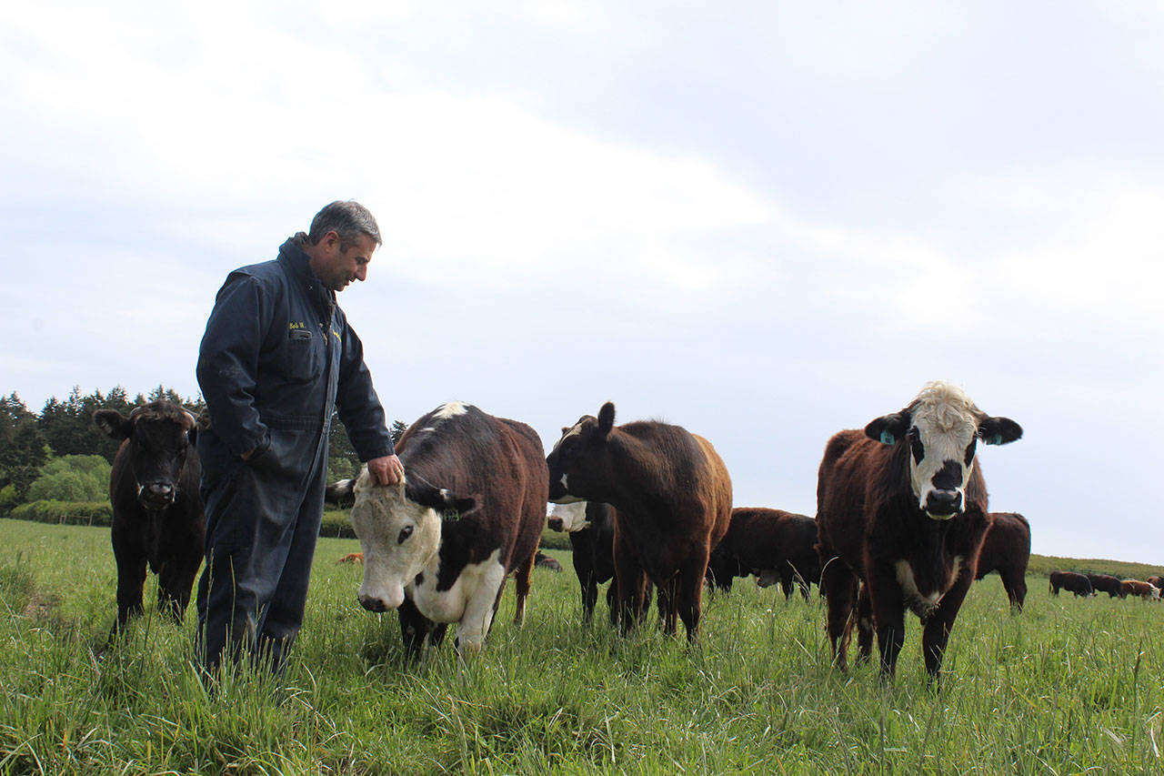 Bob Engle checks on his cows kept on leased land at Jenne Farm in Ebey’s Reserve. Engle Farm sells meat through an on-line company, Crowd Cow, that allows people to buy individual cuts that are shipped to them.                                Photos by Patricia Guthrie/Whidbey News-Times