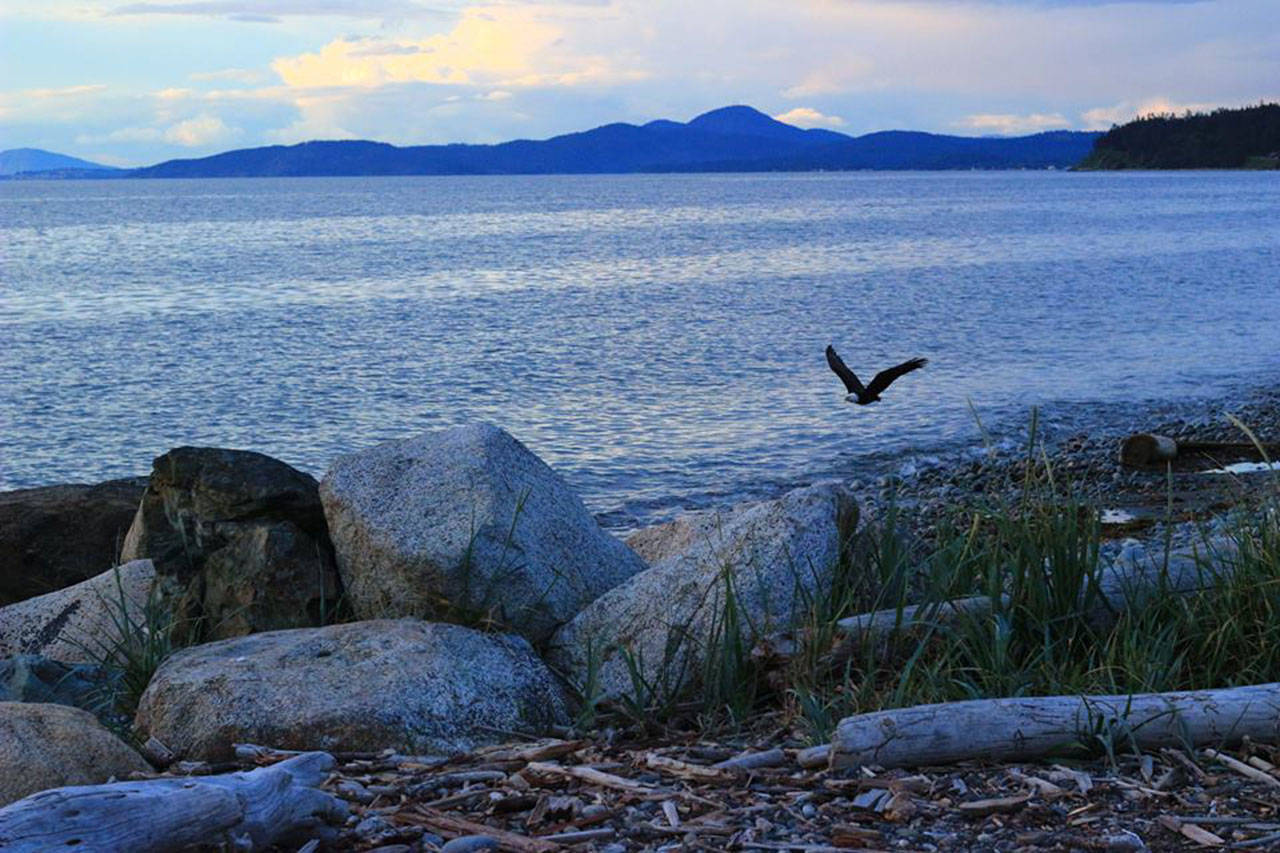 With Mount Erie in the background, one of the resident eagles of Joseph Whidbey State Park flies over West Beach May 12. Photo by Diana Brown‎