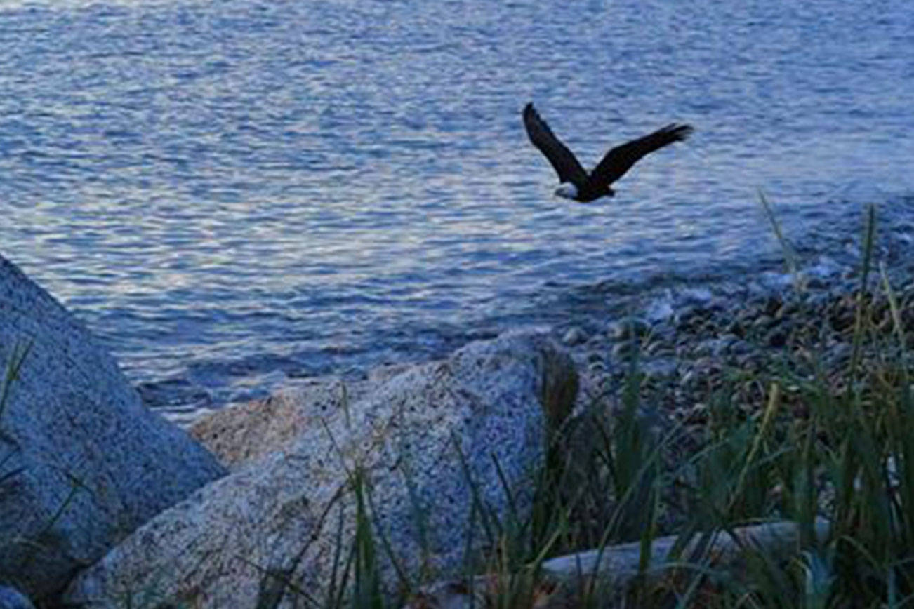 Window on Whidbey: Eagle takes the hunt to West Beach