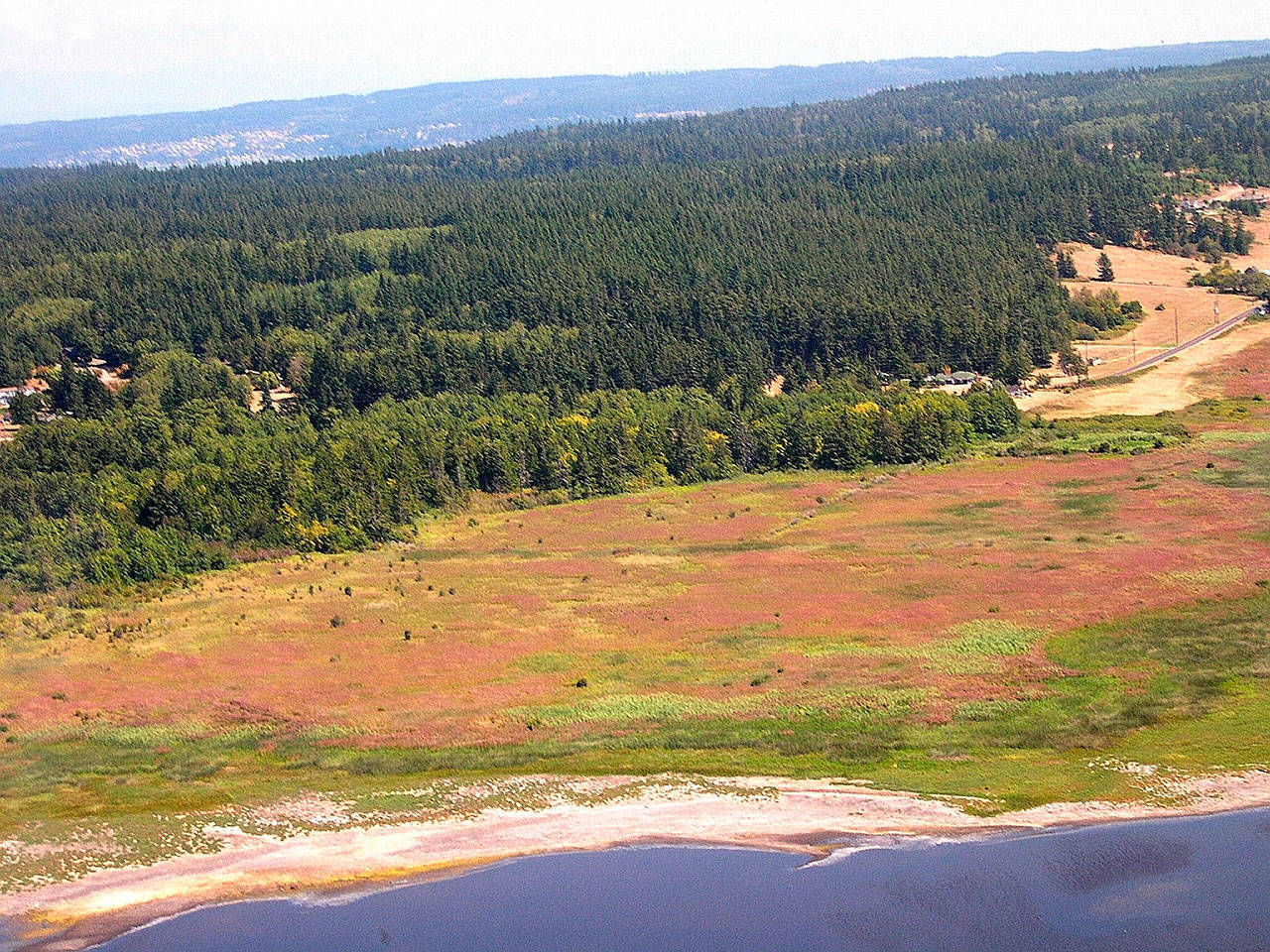 An aerial view of the eastern end of Crockett Lake reveals the pink blooms of a large stand of hairy willow-herb in 2005. More than 100 acres in the Crockett Lake Wetland Preserve are presently covered by the noxious weed, making it the largest infestation in Washington State. Photo courtesy Island County Noxious Weed Board.