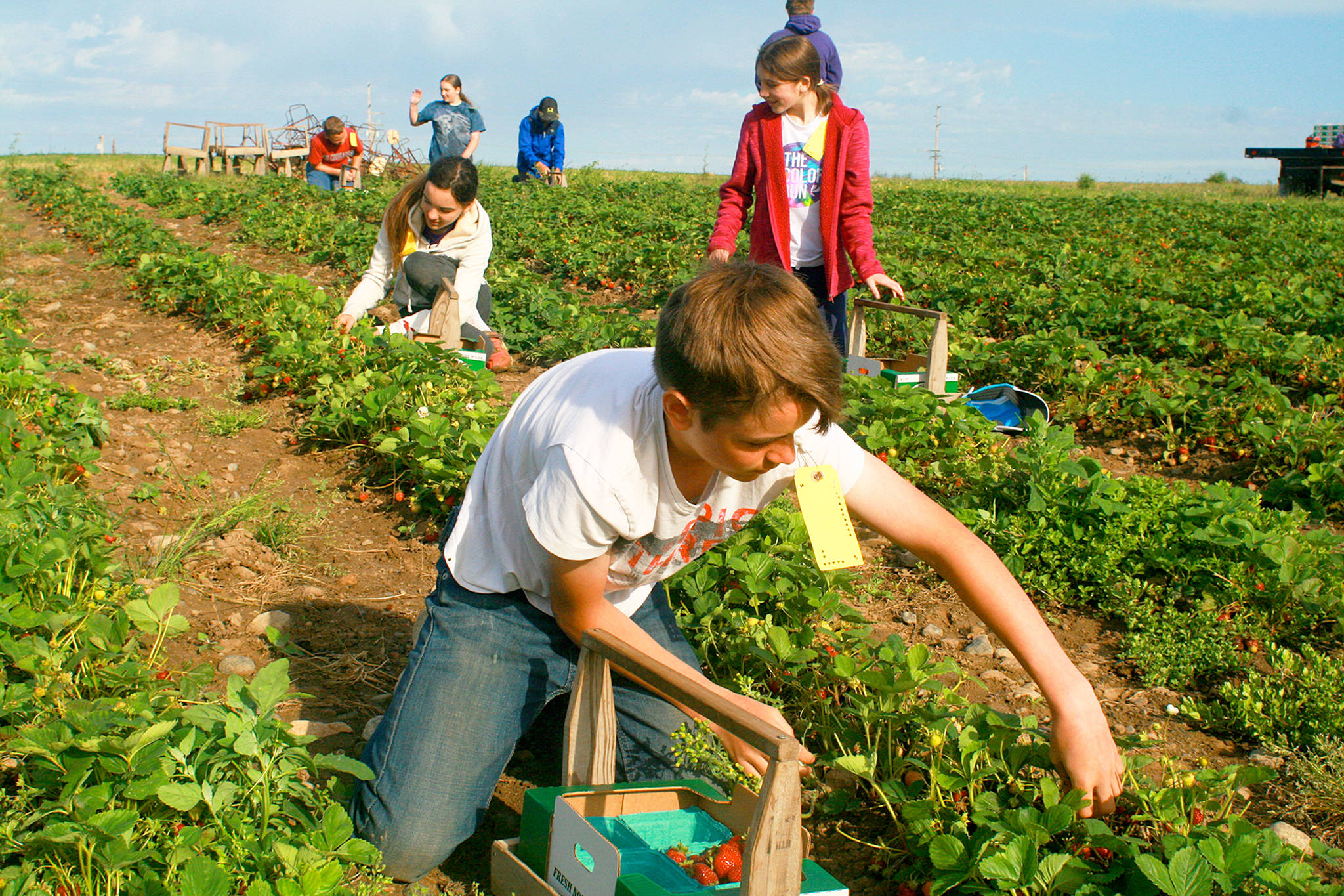Daniel Welch, 13, reaches over a row of strawberries Monday to pick the big, juicy ones as part of his summer job at Bell&rsquo;s Farm in Coupeville. The farm is hosting it&rsquo;s inaugural Strawberry Daze community event from 10 a.m. to 4 p.m. Saturday, July 1 at Bell&rsquo;s Farm, 892 N. West Beach Road. Photo by Daniel Warn/Whidbey News-Times