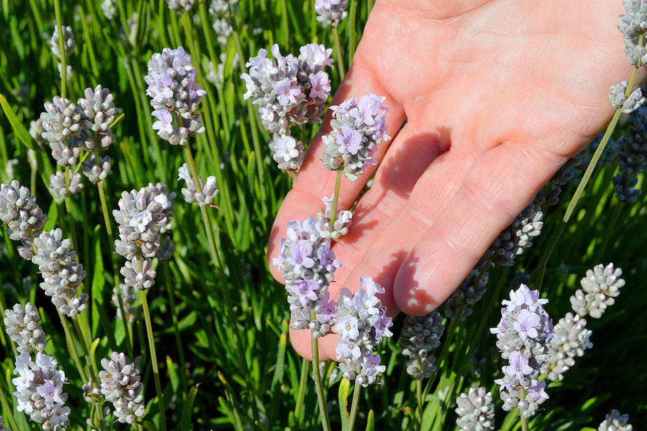 Lavender on schedule for Blooming Season Concerts