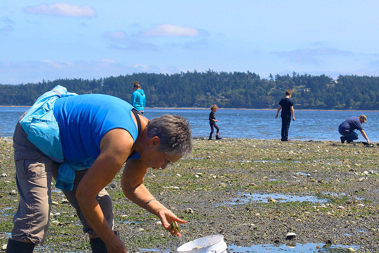 Be safe when clamoring for clams, health agency advises Whidbey News