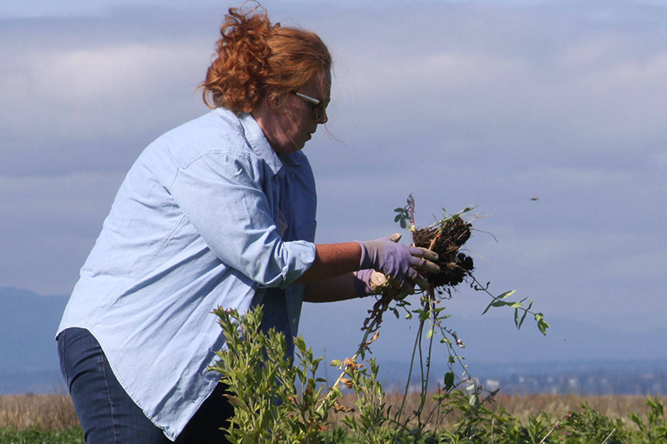 Window on Whidbey: Weeding out the willow-herb