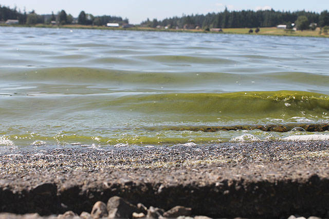 Green scum was evident in the water at Lone Lake on Wednesday afternoon. A toxic algae bloom forced IslandCounty to close the lake on Wednesday. Photo by Evan Thompson / Whidbey News Group