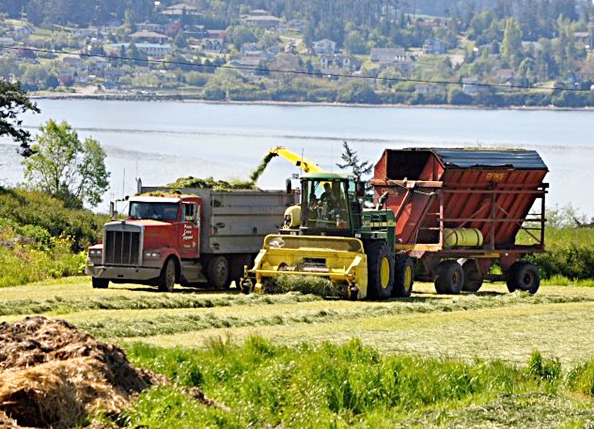 Conservation Future Funds will help Penn Cove Farms, that raises dairy calves for western Washington daires and grows feed, obtain easements to ensure its 129 acres remains agricultural. It is among three projects receiving $1.1 million of the taxpayer-funded program. Photo provided by Whidbey Camano Land Trust