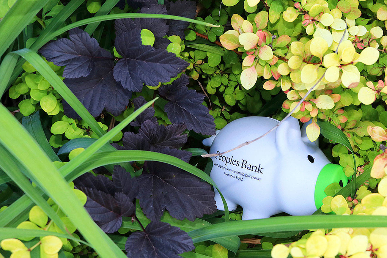 Peoples Bank launches pig hunt in parks