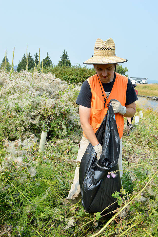 Kyle Ostermick-Durkee, of the Whidbey Camano Land Trust, bags Canada thistle as part of a land restoration effort near Dugualla Bay. Photo by Laura Guido/Whidbey News-Times