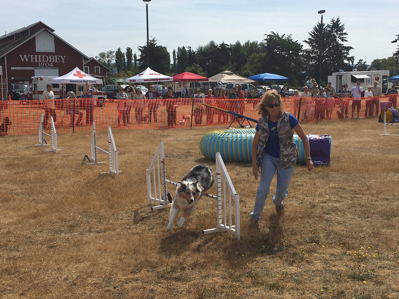 Veteran agility runners, Patty Stallone and Reba, run the WAIF Wag ‘n’ Walk’s central agility course Sunday at Greenbank Farm. Photo by Daniel Warn/Whidbey News-Times