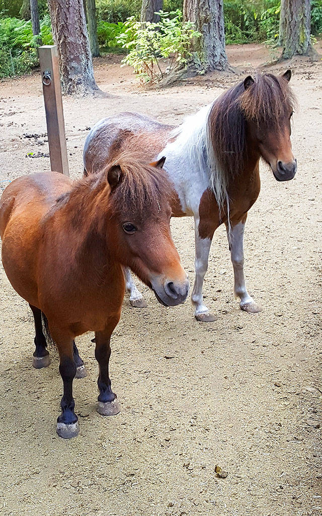 Miniature horses in need of a new home